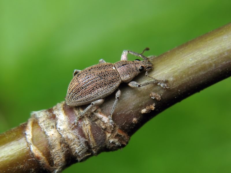 Sciaphobus squalidus (Gyllenhal, 1834)